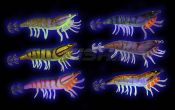 калмариера 3D Hybrid Shrimp Egi